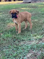 Pink Girl, a female Boxer for sale in Whiteville, TN – 8 of 10