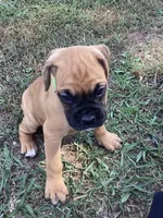 Green Girl, a female Boxer for sale in Whiteville, TN – 2 of 10