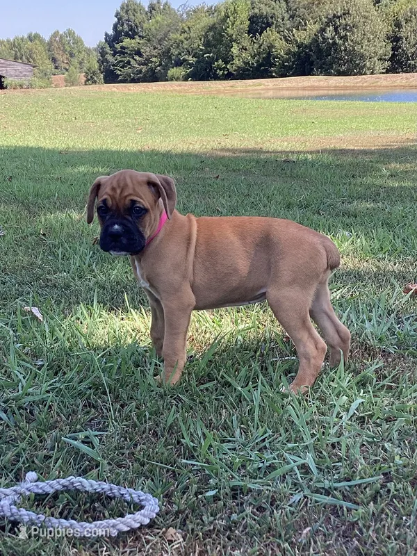 Pink Girl – Boxer puppy for sale in Whiteville, TN