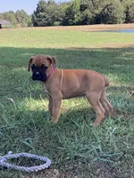 Pink Girl, a female Boxer for sale in Whiteville, TN – 1 of 10