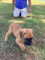 Green Girl, a female Boxer for sale in Whiteville, TN – 10 of 10