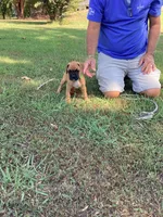 Green Girl, a female Boxer for sale in Whiteville, TN – 3 of 10