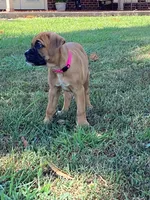 Pink Girl, a female Boxer for sale in Whiteville, TN – 9 of 10