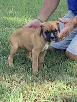 Purple Girl, a female Boxer for sale in Whiteville, TN – 10 of 10