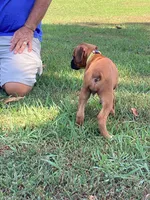 Yellow Girl, a female Boxer for sale in Whiteville, TN – 5 of 10