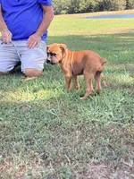 Yellow Girl, a female Boxer for sale in Whiteville, TN – 2 of 10