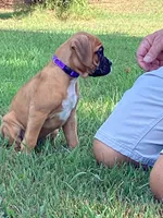 Purple Girl, a female Boxer for sale in Whiteville, TN – 9 of 10