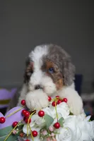Cartier , a male Poodle - Standard  for sale in Sterling, VA – 4 of 6