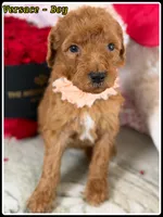 Versace , a male Poodle - Standard  for sale in Sterling, VA – Photo 2 of 5