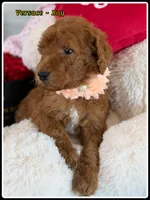 Versace , a male Poodle - Standard  for sale in Sterling, VA – Photo 5 of 5