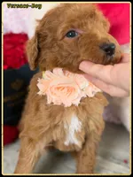 Versace , a male Poodle - Standard  for sale in Sterling, VA – Photo 4 of 5