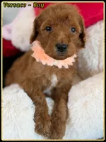 Versace , a male Poodle - Standard  for sale in Sterling, VA – Photo 3 of 5