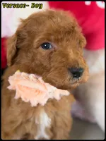 Versace , a male Poodle - Standard  for sale in Sterling, VA – Photo 1 of 5