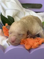 Prince Charming, a male Poodle - Miniature  for sale in Sterling, VA – 5 of 8