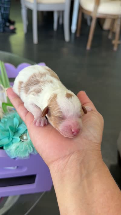 Prince Eric , a male Poodle - Miniature  for sale in Sterling, VA – 7 of 7