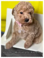 Baron , a male Poodle - Miniature  for sale in Sterling, VA – 5 of 9