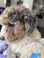 Armani, a male Poodle - Multi-Colored Standard for sale in Sterling, VA – 3 of 10