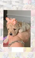 Thumbelina , a female Poodle - Toy  for sale in Sterling, VA – 2 of 9