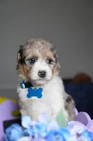 Armani, a male Poodle - Multi-Colored Standard for sale in Sterling, VA – 4 of 10