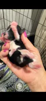 Onix, a male Poodle - Miniature  for sale in Sterling, VA – 4 of 8