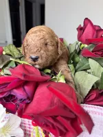 Milo, a male Poodle - Standard  for sale in Sterling, VA – 3 of 6