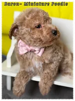 Baron , a male Poodle - Miniature  for sale in Sterling, VA – 2 of 9