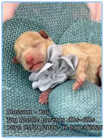Blossom , a male Poodle - Toy  for sale in Sterling, VA – 5 of 7