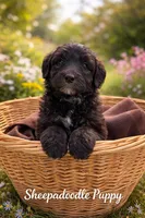 Jade, a female Sheepadoodle for sale in Sterling, VA – Photo 2 of 2