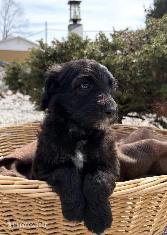Jade – Sheepadoodle puppy for sale in Sterling, VA