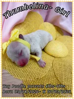 Thumbelina , a female Poodle - Toy  for sale in Sterling, VA – 5 of 8