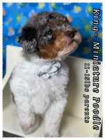 King, a male Poodle - Miniature  for sale in Sterling, VA – 4 of 5