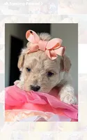 Thumbelina , a female Poodle - Toy  for sale in Sterling, VA – 4 of 9