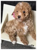 Prince , a male Poodle - Miniature  for sale in Sterling, VA – 9 of 9