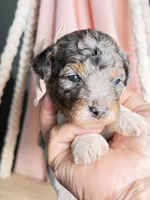 King, a male Poodle - Miniature  for sale in Sterling, VA – Photo 10 of 10