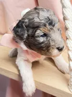 King, a male Poodle - Miniature  for sale in Sterling, VA – Photo 8 of 10