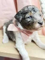 King, a male Poodle - Miniature  for sale in Sterling, VA – Photo 5 of 10