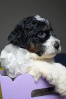 Chanel, a female Poodle - Standard  for sale in Sterling, VA – 4 of 6