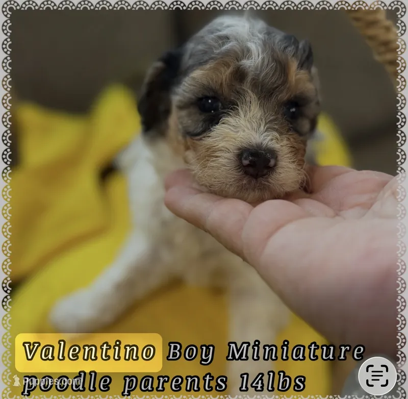 V – Poodle - Miniature  puppy for sale in Sterling, VA