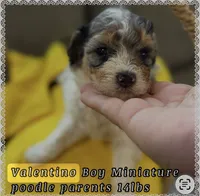 V, a male Poodle - Miniature  for sale in Sterling, VA – 1 of 4