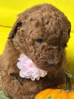 Milán , a male Poodle - Standard  for sale in Sterling, VA – 5 of 10