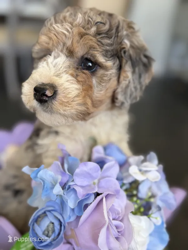 Armani – Poodle - Multi-Colored Standard puppy for sale in Sterling, VA