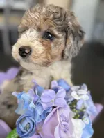 Armani, a male Poodle - Multi-Colored Standard for sale in Sterling, VA – 1 of 10