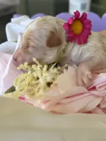 Alice, a female Poodle - Miniature  for sale in Sterling, VA – 5 of 7