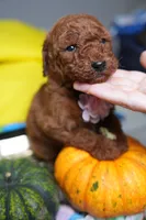 Milán , a male Poodle - Standard  for sale in Sterling, VA – 2 of 10