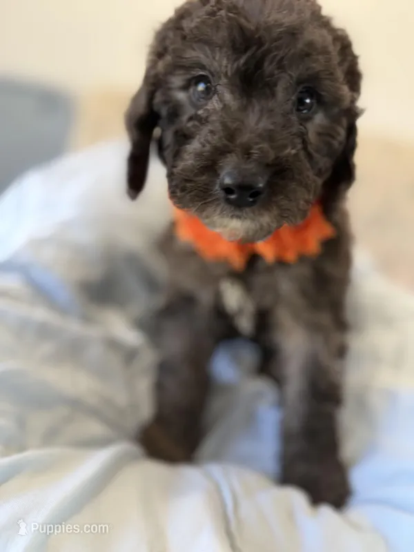 Mini- Jack – Sheepadoodle puppy for sale in Sterling, VA