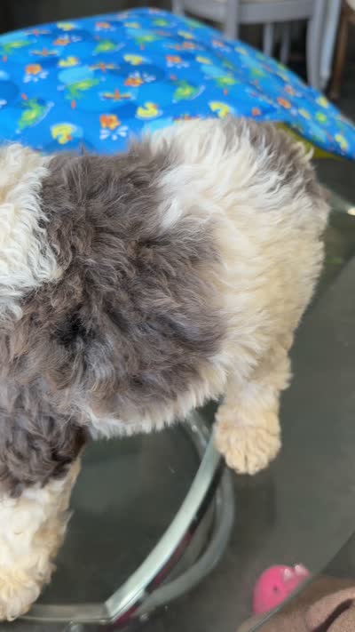 Cartier , a male Poodle - Standard  for sale in Sterling, VA – 6 of 6