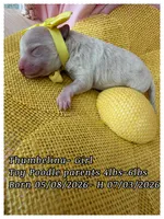 Thumbelina , a female Poodle - Toy  for sale in Sterling, VA – 3 of 8