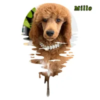Milo, a male Poodle - Standard  for sale in Sterling, VA – 3 of 6
