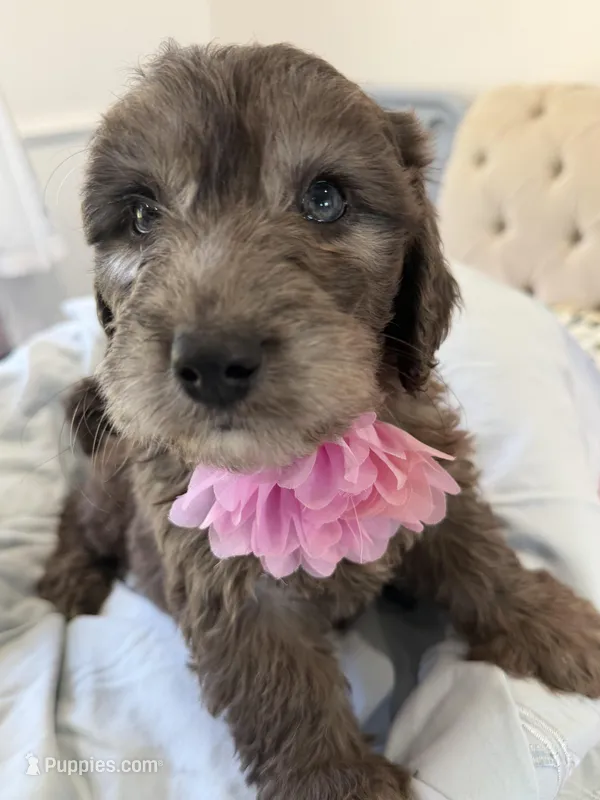 Mini - Juno  – Sheepadoodle puppy for sale in Sterling, VA