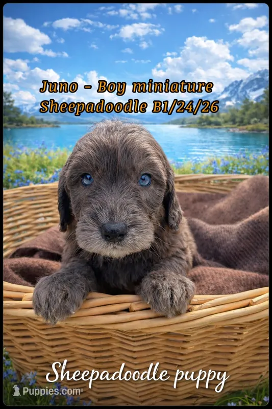 Juno  – Sheepadoodle puppy for sale in Sterling, VA